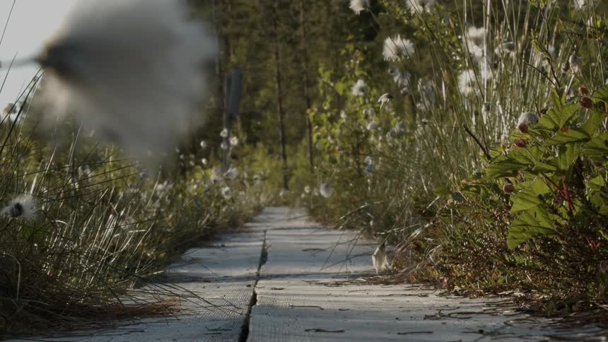 A path to trees lined with white wildflowers and grass