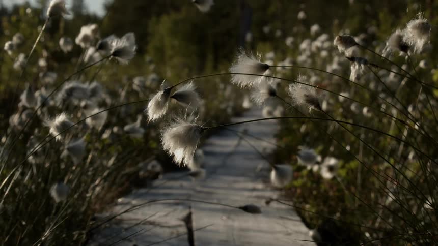White flowers along a wooden pathway leading into the woods
