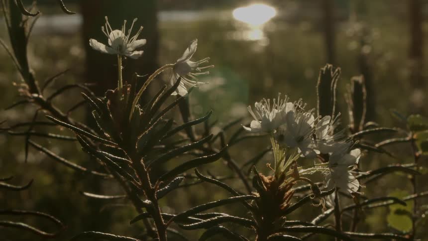 A white flower vibrating in the wind in a field during the day