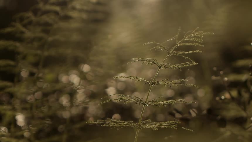 A small tree branch is covered in frost