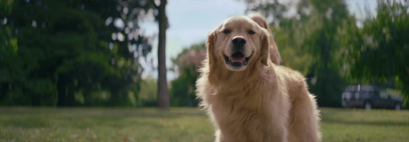 A dog stands outdoors in a field with a little girl standing behind it