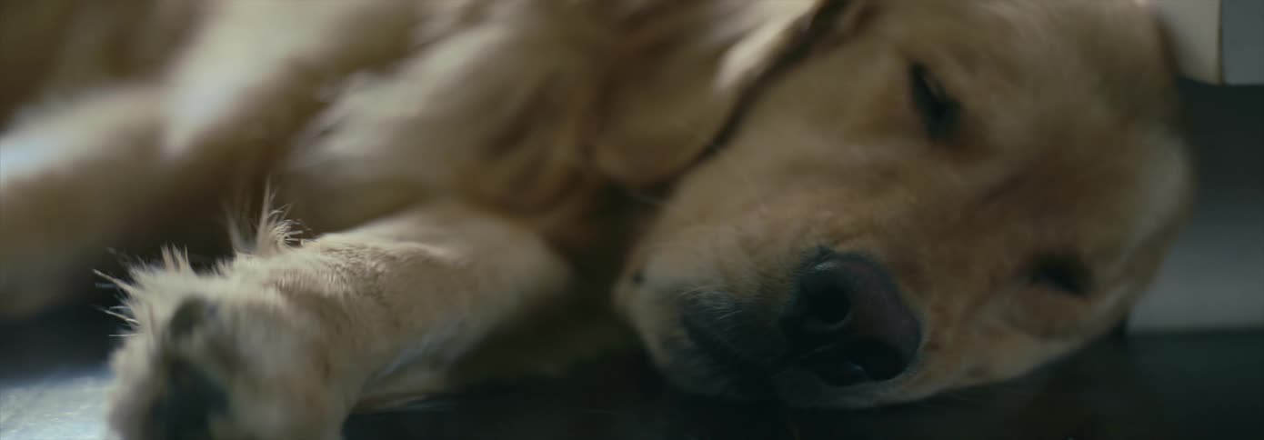 A yellow dog napping on a floor