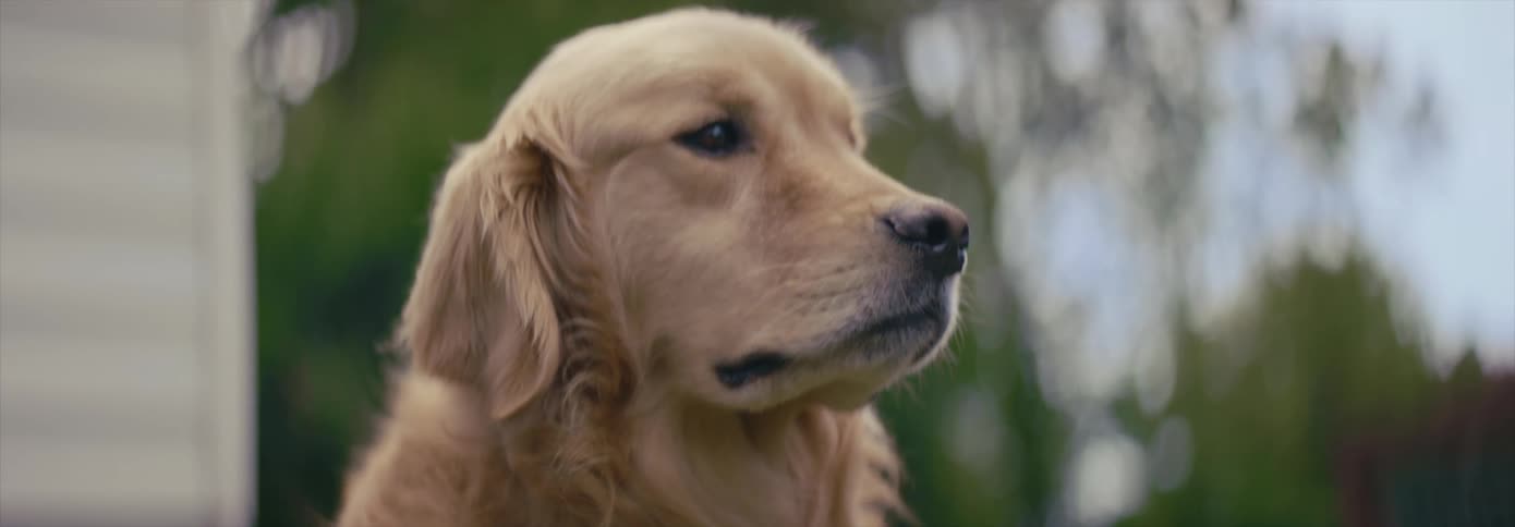 Golden retriever looks around in front of a building