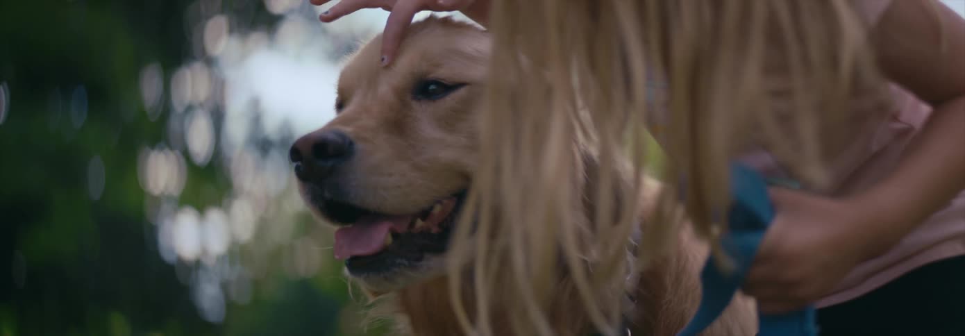 Blonde little girl pets golden retriever