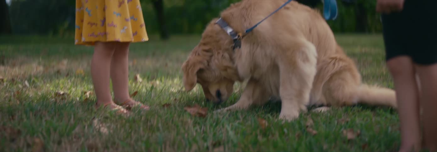 A young girl drops something on the ground for a dog to pick up in a backyard