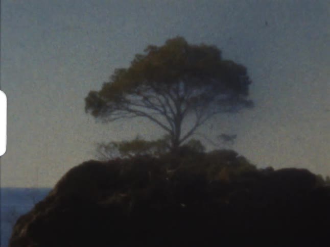 A tree full of leaves is on top of a hill with little sunlight showing on 8mm