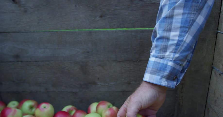 Farmer takes apple out of crate filled with picked apples on farm