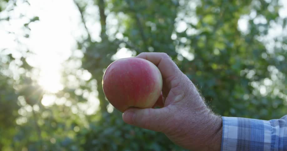 Sun shines between apple trees in orchard to shine on apple held by person wearing a plaid shirt