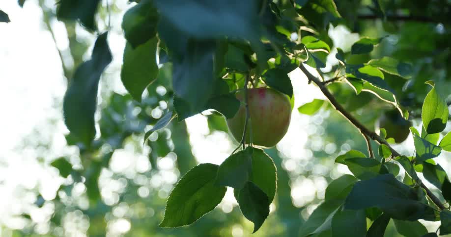 A person picking an apple from a tree branch on a sunny day