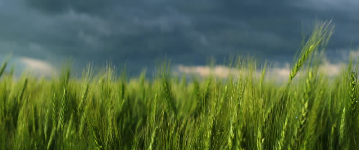 Wind is blowing the grass in a field