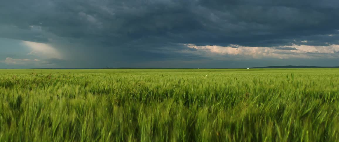 Wind blowing through tall green grass on a prairie with storm clouds in the distance