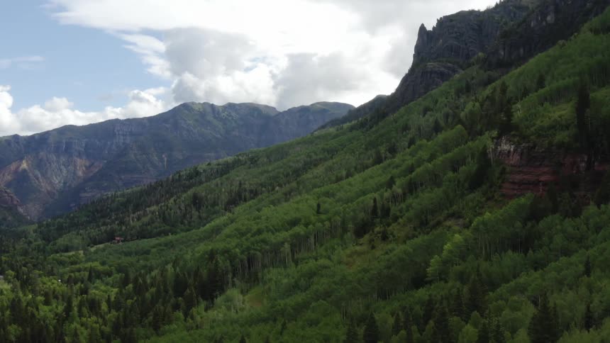 A lush forest grows on the side of a mountain