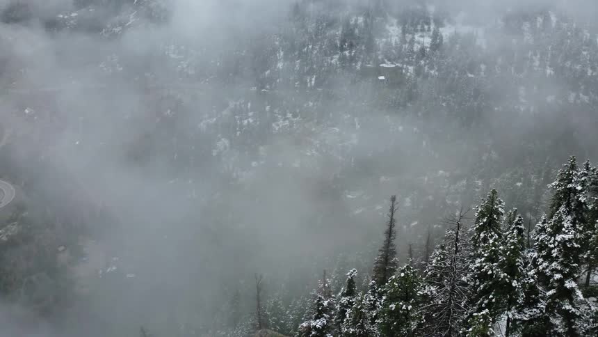 Snow covered pine trees in the wilderness on a misty day