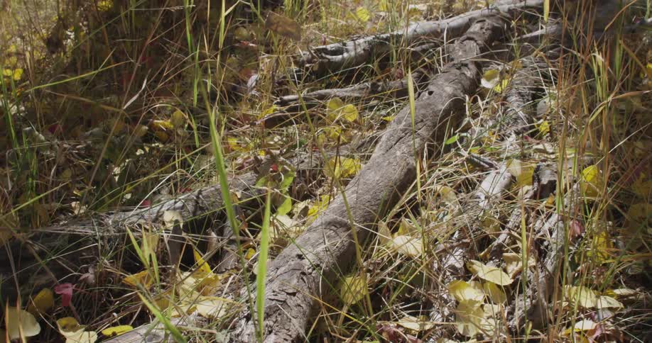 Fallen branches and yellow leaves on the ground