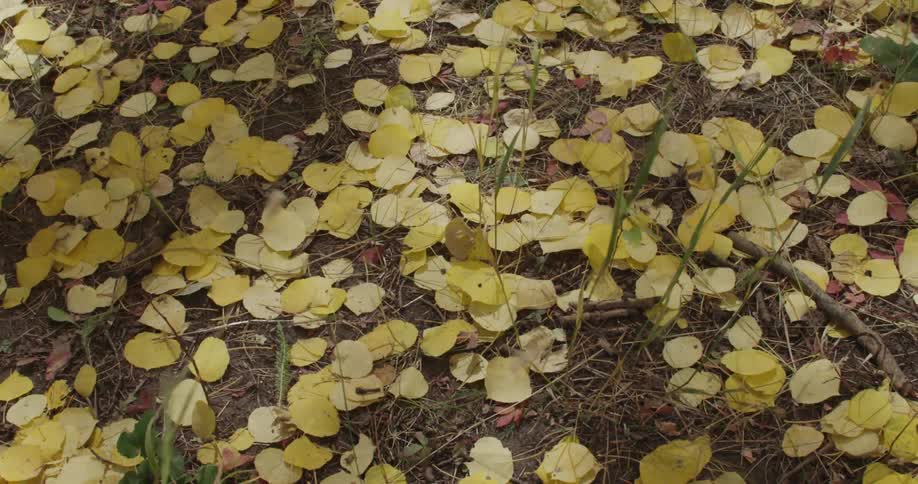 Small yellow leaves blowing on the ground