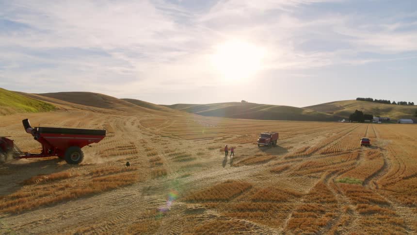 Two farmers walk toward a grain hauling truck while a tractor drives back out into the fields with the farmstead dog keeping watch