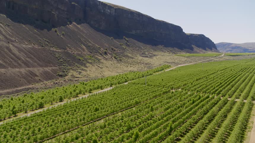 Rows of young fruit trees growing in an orchard at the base of a cliff on a sunny day