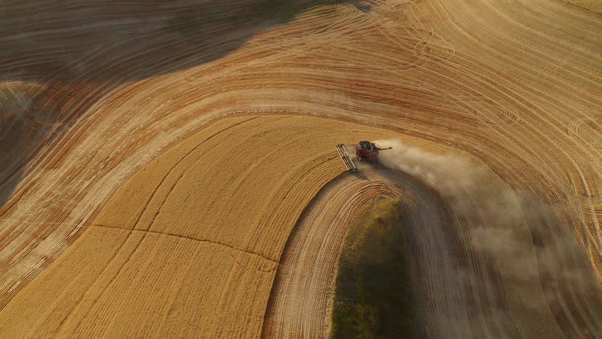 A red combine rounds a sharp bend as it harvests golden wheat in late afternoon light