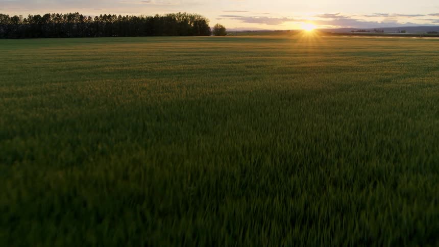 Skimming over a lush green crop of young wheat as the sun rises over the horizon