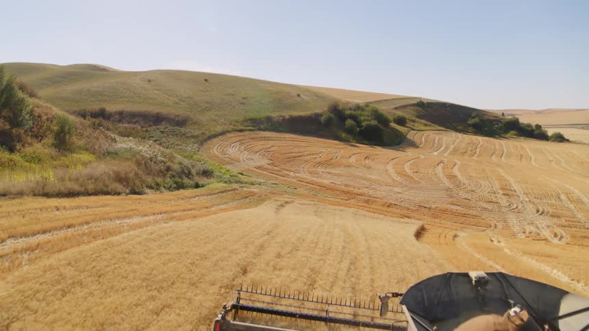 Slow flyby of a red harvester working on a rolling wheat field under blue skies