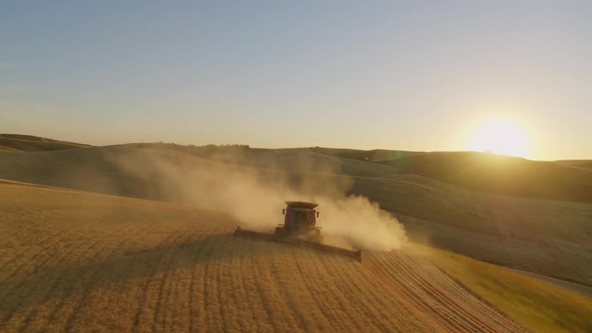 Subtle orbit in front of a combine harvester harvesting golden wheat as the sun sets in the distance