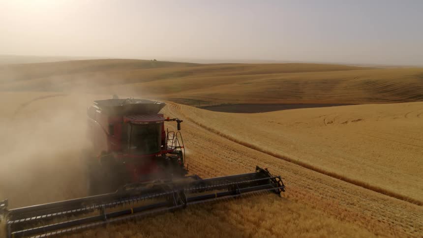 Pushing toward a large red combine as it harvests barley along endless rolling hills