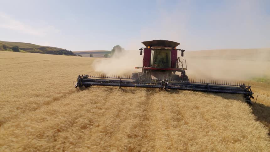 Orbit around a large combine harvesting golden wheat from beautiful farmland