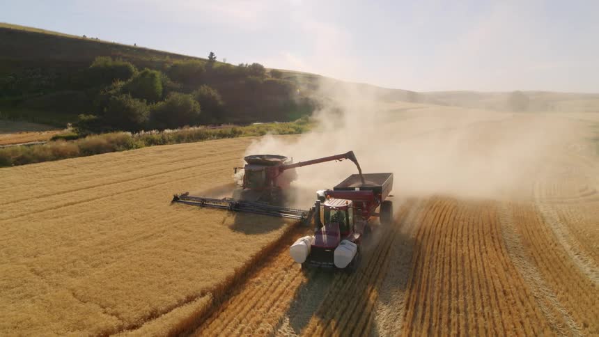 A tractor drives alongside a combine harvester transferring grain on the go