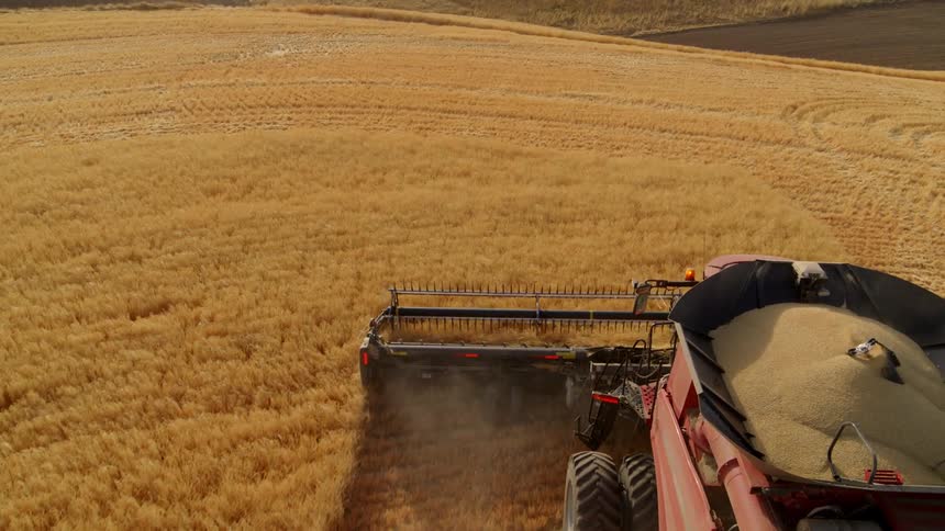 Following just above a red combine as it harvests barley along a hillside