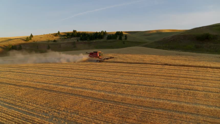A bright red harvester works along a beautiful field of wheat during golden hour