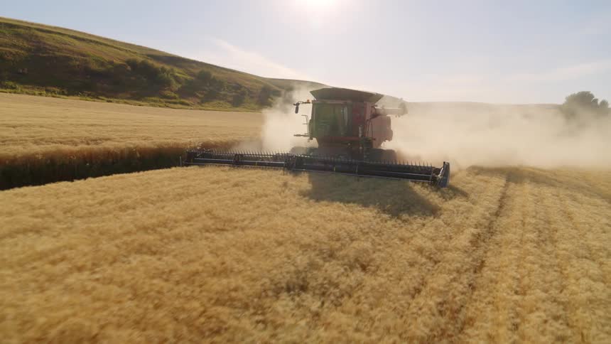 Skimming over golden wheat as a backlit combine harvester works along picturesque farmland