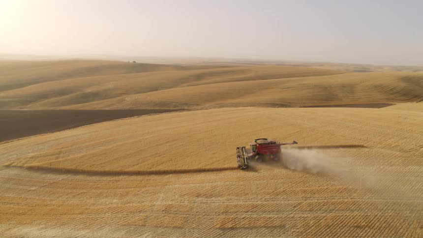 Sweeping aerial orbit of a red combine harvester working on an enormous field of golden barley