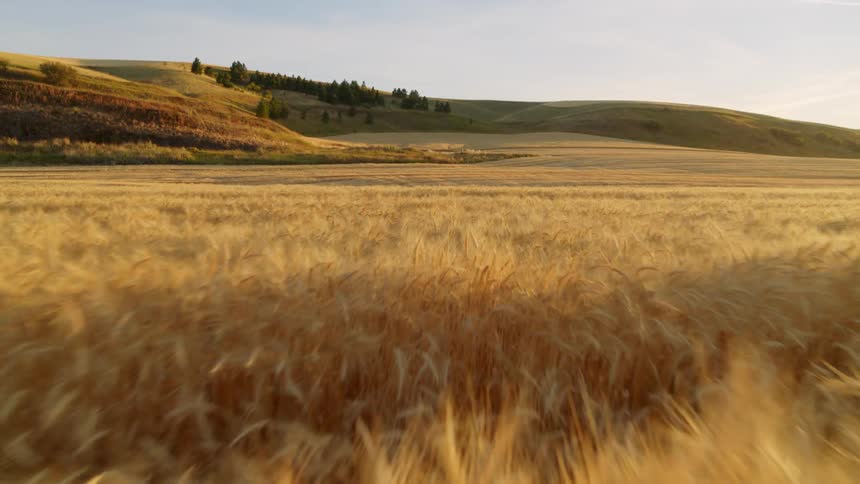 Skimming just over the top of sun kissed golden wheat ready to be harvested