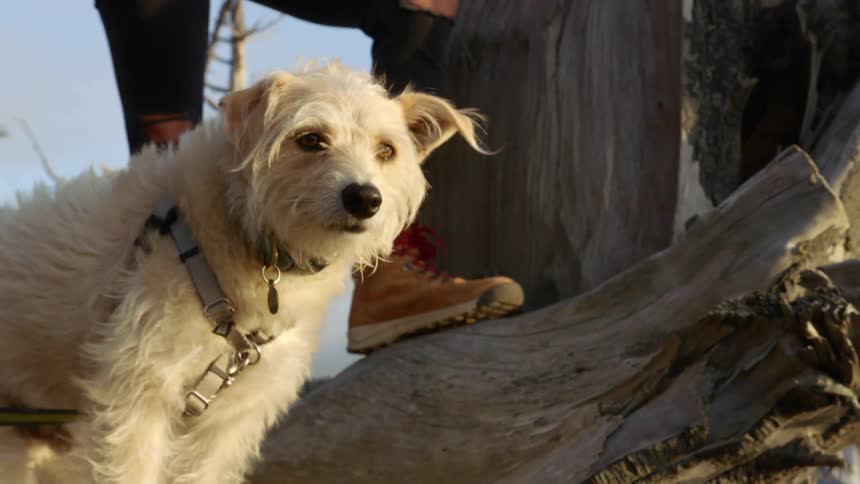 White dog wearing harness collar and tag stands beside person who is holding the leash and standing on a fallen tree at sunrise with trees in the background