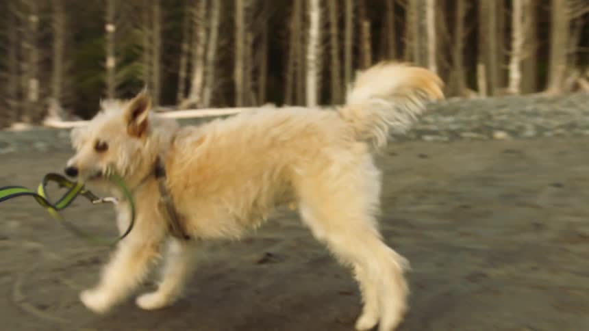 A dog is biting its leash held by the owner and jumping and playing on a shoreline in front of trees