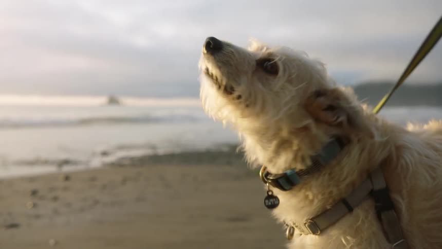 A dog being held by a leash stands on the beach and shakes his body