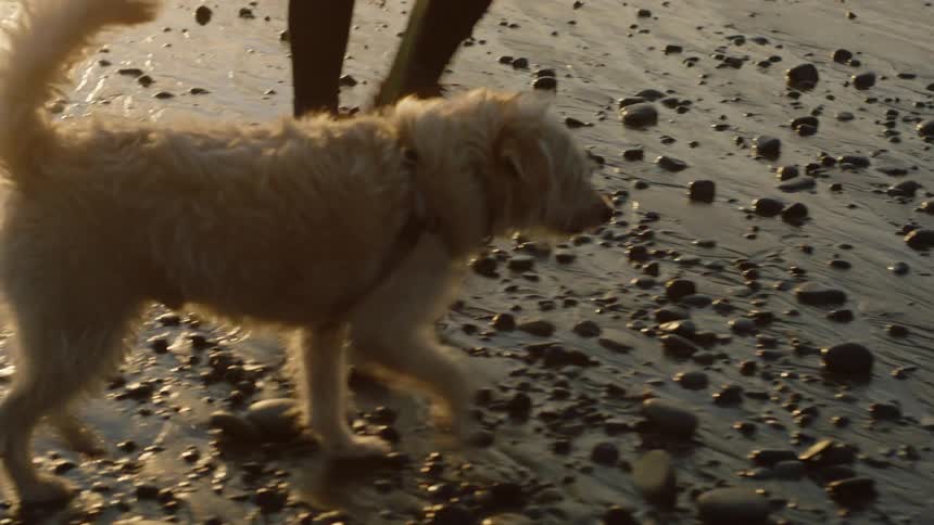 A person walking her dog on the beach