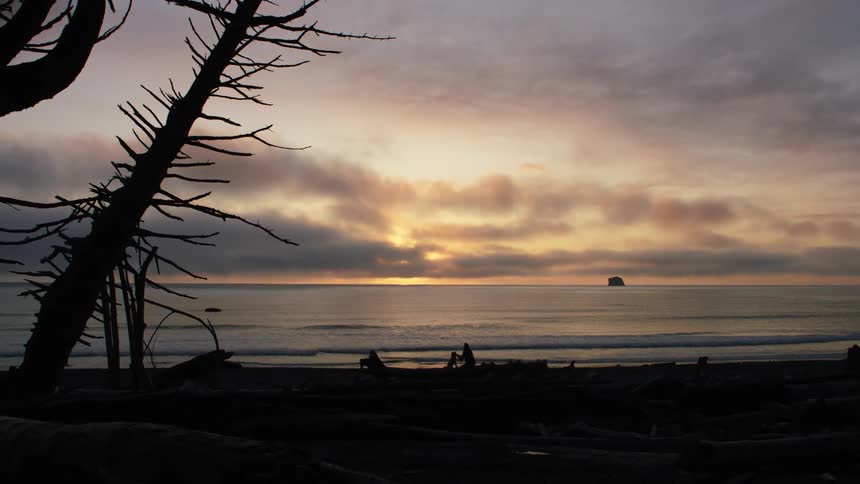 Man sits with dog on fallen tree strewn shore as sun shines from horizon