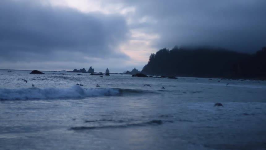 Sea birds landing on ocean along coast at dusk