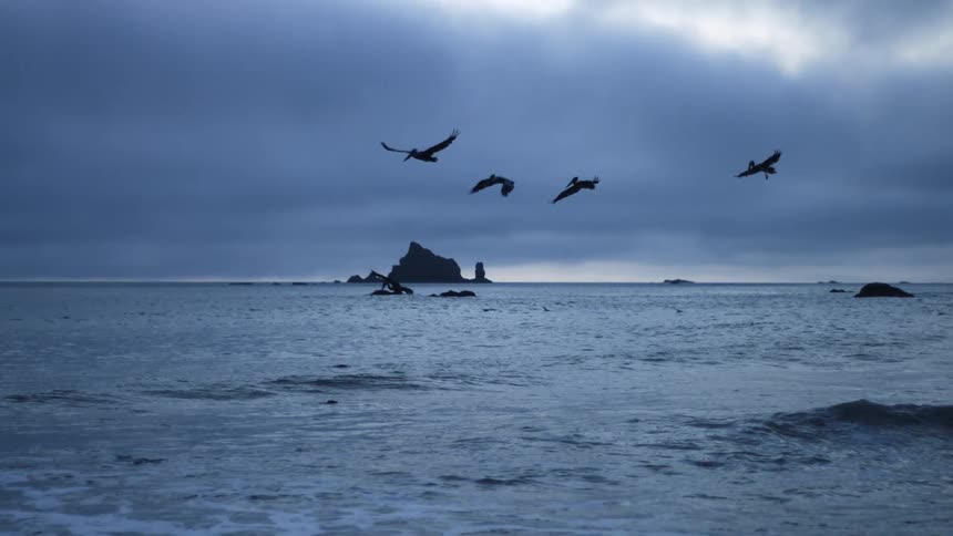 Flock of pelicans flying over the sea water near the coast