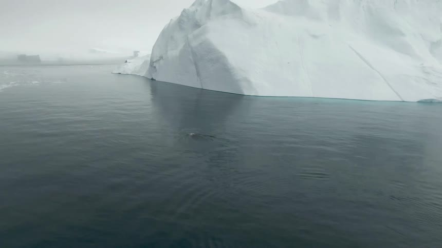 A whale swimming near an iceberg in the arctic