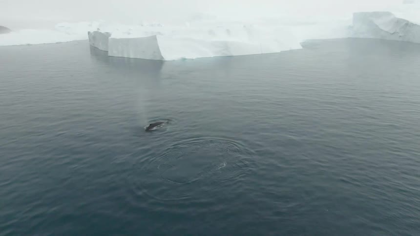 A whale breaches the surface of frigid arctic waters near large sheets of ice