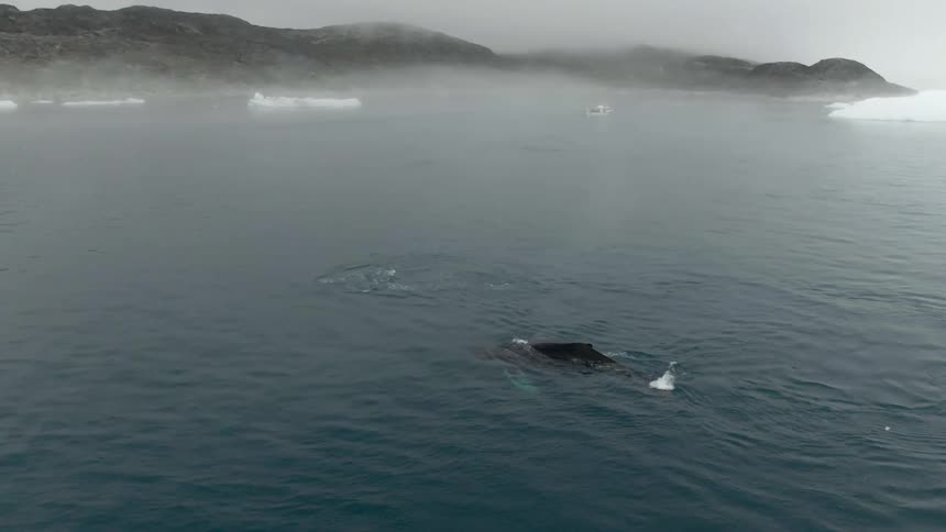 A pair of whales swim through the arctic ocean on a foggy day