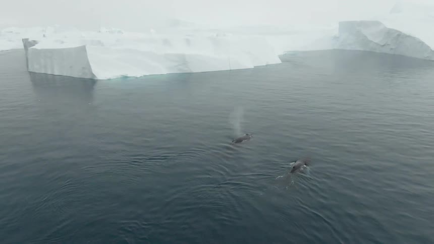 Humpback whales in water near large iceberg