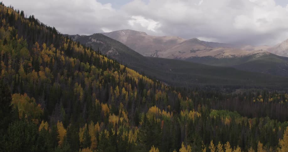 View of yellow autumn tress in a forest on a fall day