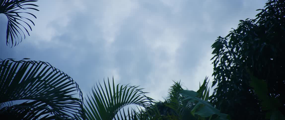 Palm tree leaves in the wind on a cloudy day