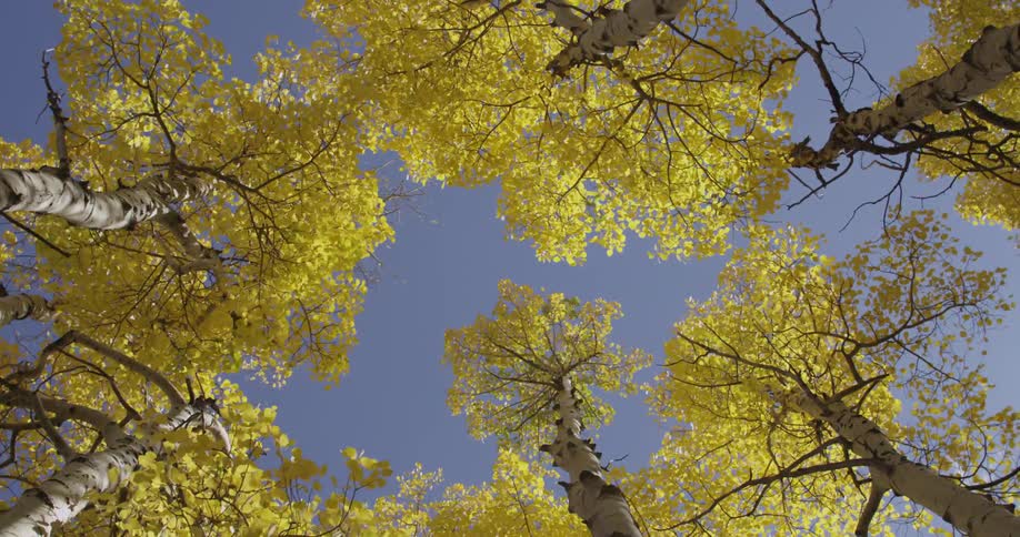 The golden leaves of some trees ripple in the wind