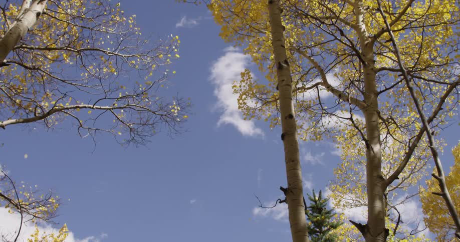 Wind is blowing yellow and green leaves off of trees