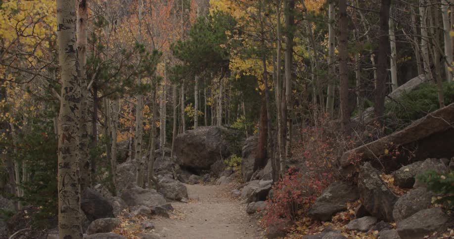 A small path in the wilderness has trees with heavy wind blowing the branches