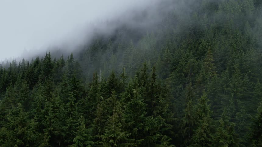 Clouds over a forest